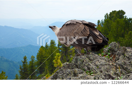 Griffon   in wildness 12266644