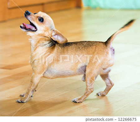 Russian Toy Terrier barking at home Russian Toy Terrier barking at home 12266675