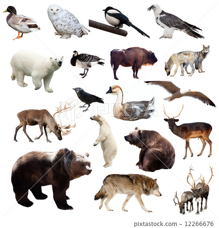 Set of european animals. Isolated on white Set of european animals. Isolated on white 12266676