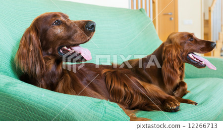 Two Irish Setters resting on sofa Two Irish Setters resting on sofa 12266713
