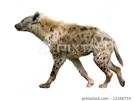 Spotted hyena 12266754