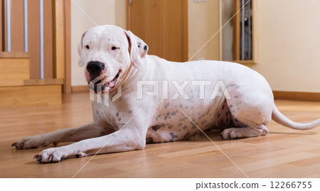 Dog  on the parquet floor 12266755