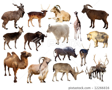 Set of  mammal animal over white background 12266816