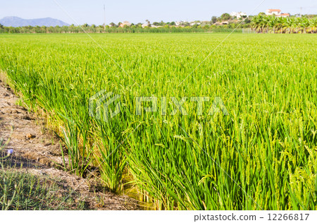 landscape with rice fields 12266817