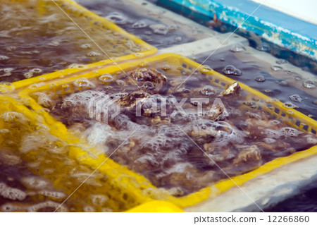 Oysters in containers 12266860