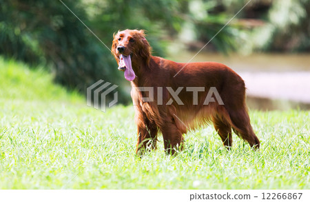 Female Red  Setter 12266867