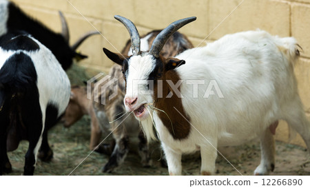 Few goats 12266890