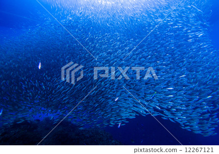 沙丁魚部落 12267121