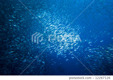 Horde of sardines Horde of sardines 12267126