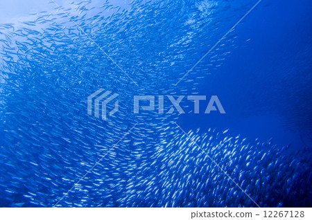 沙丁魚部落 12267128