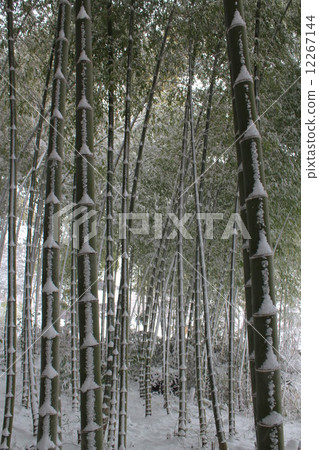 Bamboo fresh snow Bamboo fresh snow 12267144