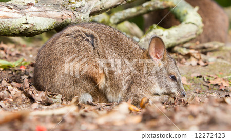 Sleeping parma wallaby 12272423