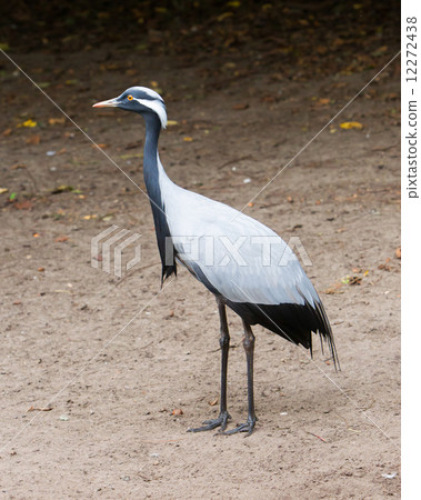 Adult demoiselle Crane 12272438