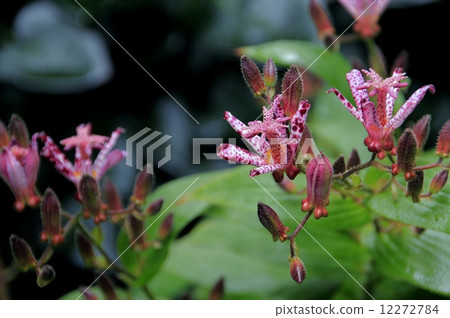 Cute petals of Hototogisu 12272784