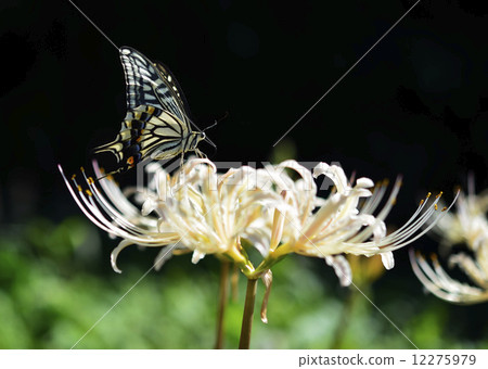 Montshiro和Higanbana 12275979