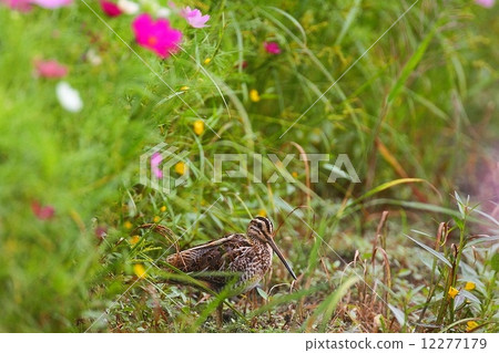 Tahugi (Common Snipe) and Cosmos 12277179