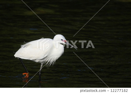 Kosagi (Little Egret) 12277182