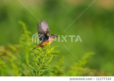 Nobataki(Stonechat) Nobataki(Stonechat) 12277184