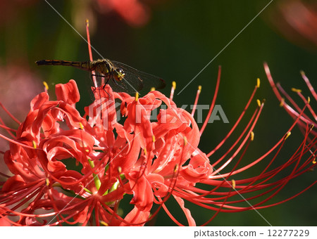 蜻蜓和簇狀孤挺花 12277229