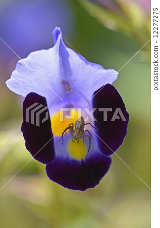 Torenia Torenia 12277275