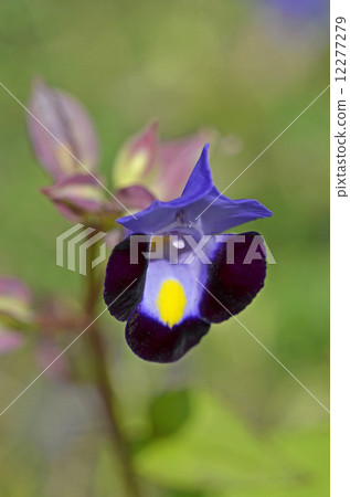 Torenia 12277279