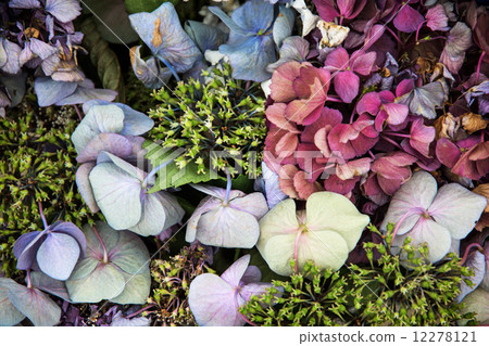 Decorative dried flowers 12278121