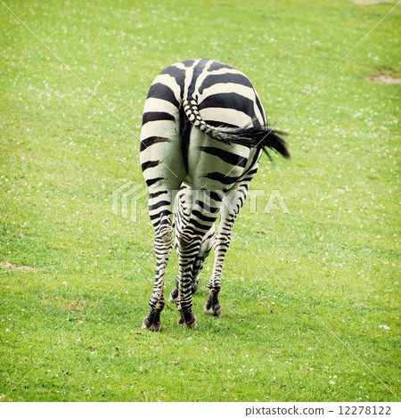 Rear view of zebra 12278122