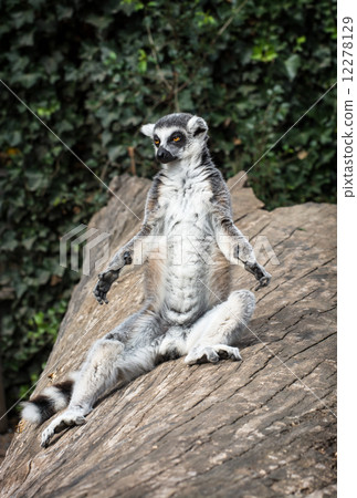 Ring-tailed lemur (Lemur catta) is heated 12278129