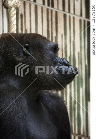 Western lowland gorilla (Gorilla gorilla gorilla) portrait 12278150