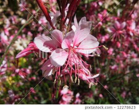 Herbal sword image (5) 12278623