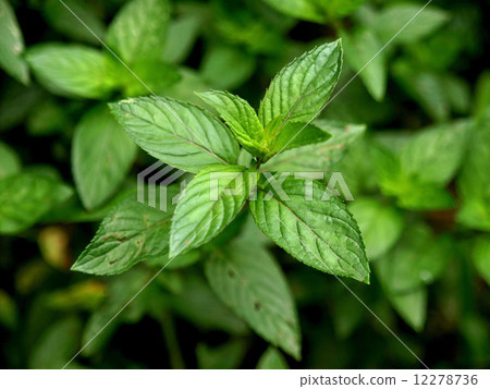 Peppermint 12278736