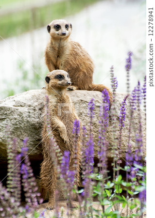 The Meerkat or Suricate (Suricata suricatta) 12278941