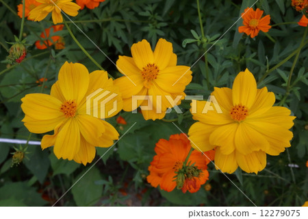 Kibanakosmos yellow 12279075