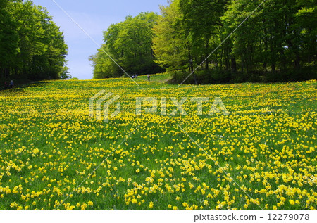 滑雪勝地的水仙場 滑雪勝地的水仙場 12279078