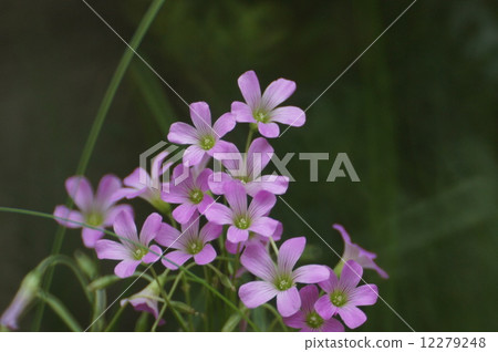 Flowers blooming in the field 12279248