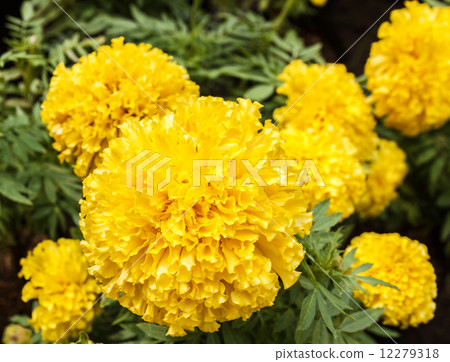 Marigold 12279318