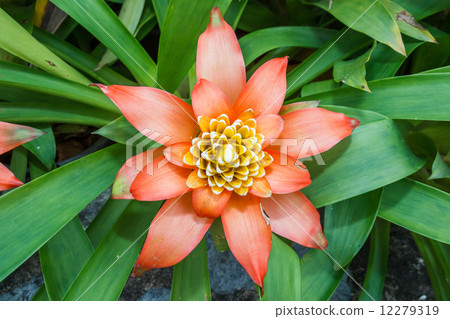 Flowers guzmania 12279319