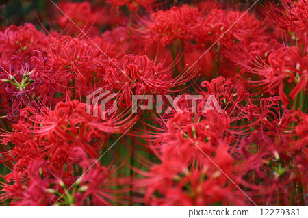 A cluster amaryllis of Kosa Hachimangu Shrine A cluster amaryllis of Kosa Hachimangu Shrine 12279381