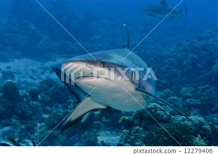 shark attack underwater shark attack underwater 12279406