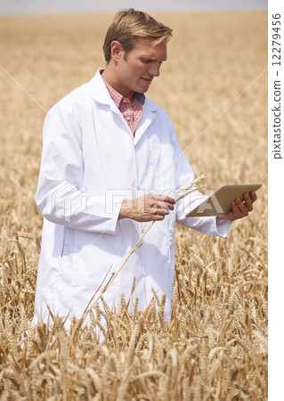 Scientist With Digital Tablet Examining Wheat Crop In Field 12279456