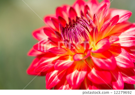 Dahlia closeup varieties (Apple Mango) 12279692