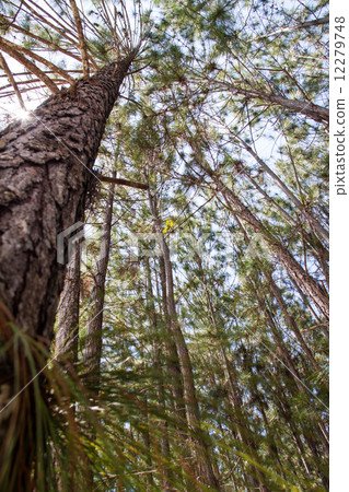Upward Pine Tree in tropical highland forest  12279748