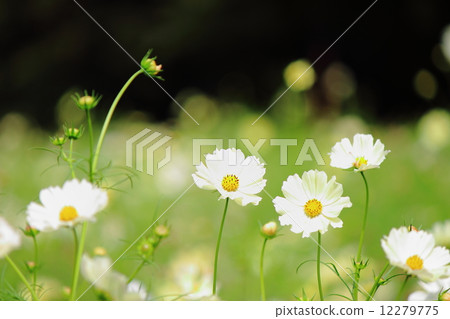 Cosmos Sunset Yellow 12279775