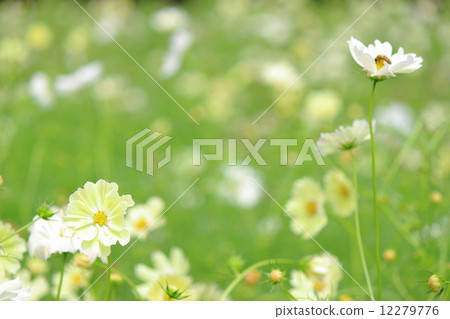 Cosmos Sunset Yellow Cosmos Sunset Yellow 12279776