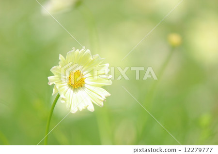 Cosmos Sunset Yellow 12279777