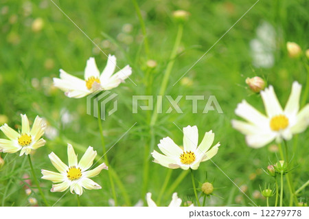 Cosmos Sunset Yellow 12279778