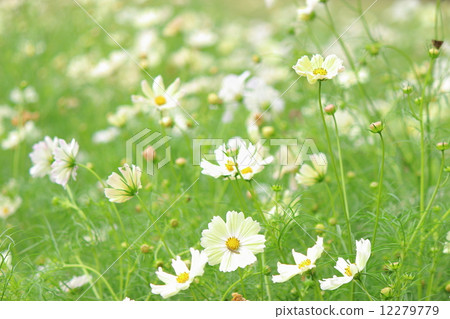 Cosmos Sunset Yellow 12279779