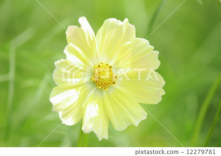 Cosmos Sunset Yellow 12279781