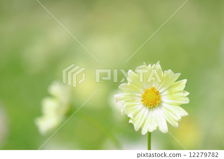 Cosmos Sunset Yellow 12279782