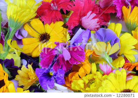 Edible Flower Edible Flower 12280071